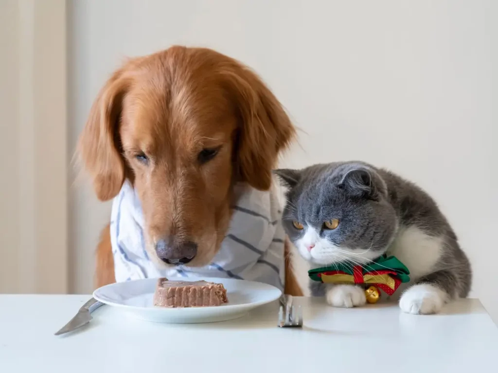 Feeding Pets Before Flying