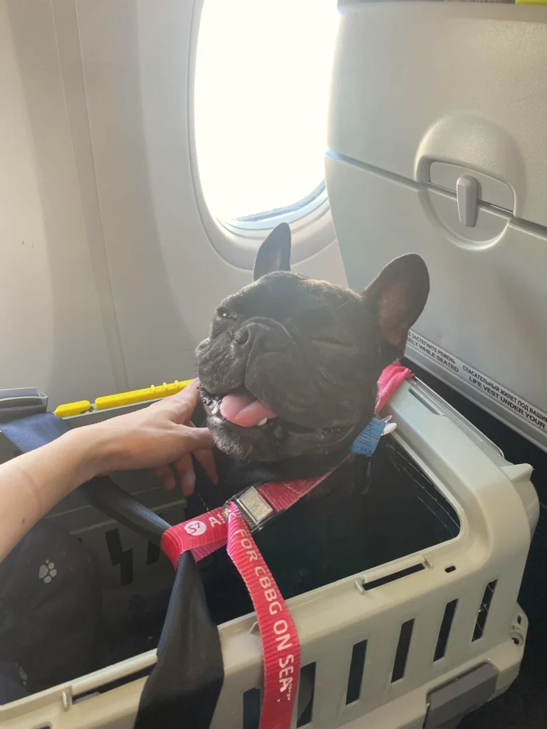 Frenchie Flight