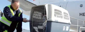 Handling Live Animals Airport