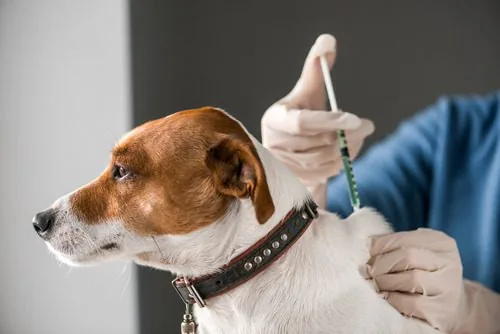 How Often Do Dogs Need Vaccines
