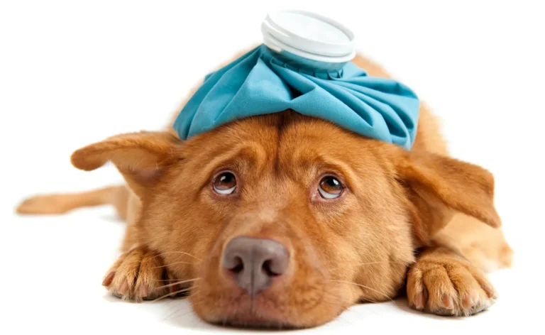 Pet Sick Before Departure