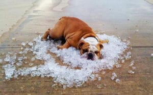Temperature Restrictions For Flying Pets
