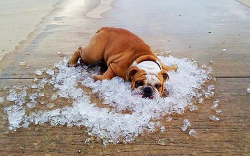 Temperature Restrictions For Flying Pets