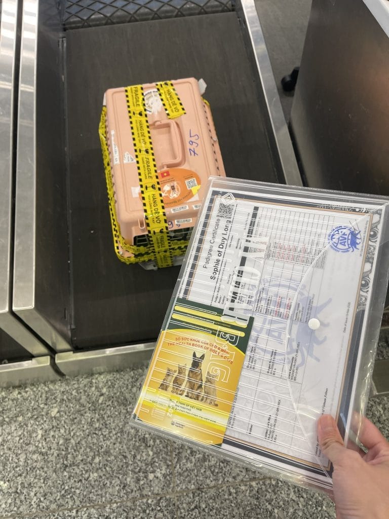 Cat Airport Check In Counter