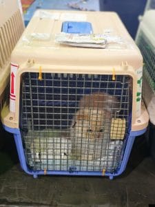 Cat In Iata Crate