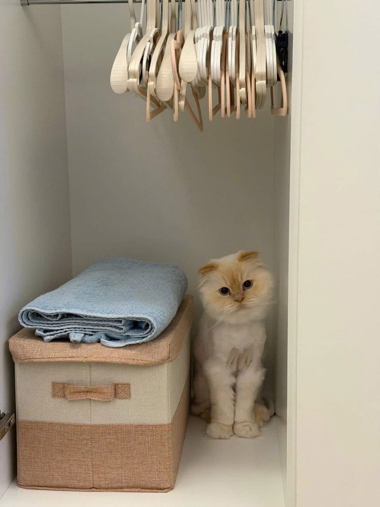 Cat In Pet Hotel