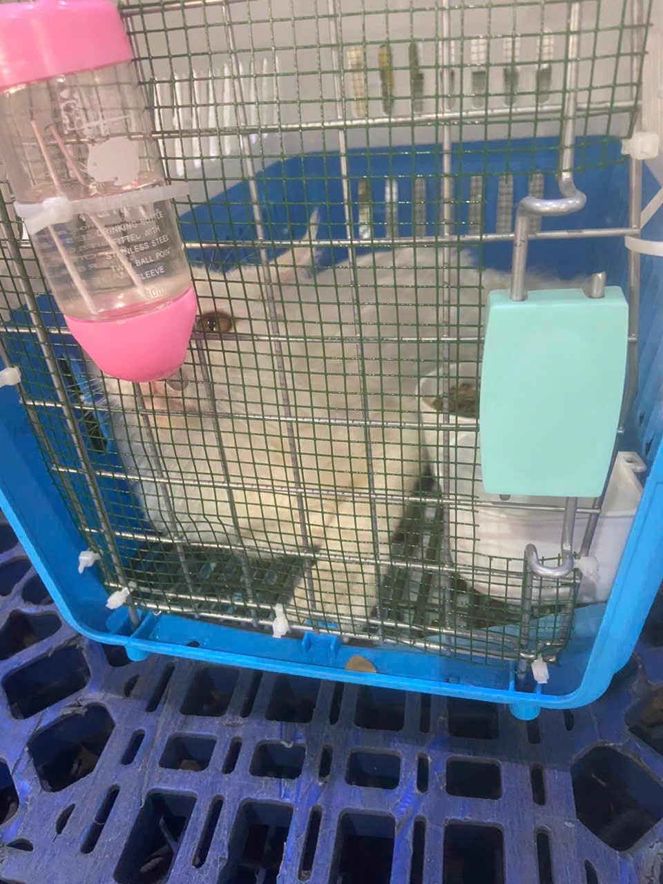 Cat in an IATA travel crate with water bottle prepared for manifest cargo shipping