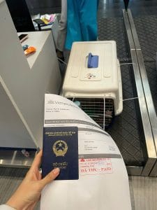 Dog Check In At Airline Counter