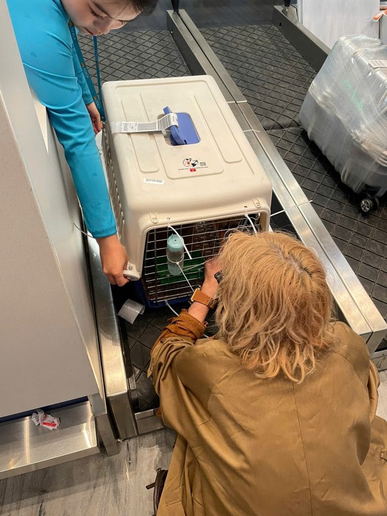 Daisy Pet staff checking a dog in its travel crate at the airline counter