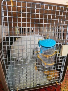 Dog In Iata Crate