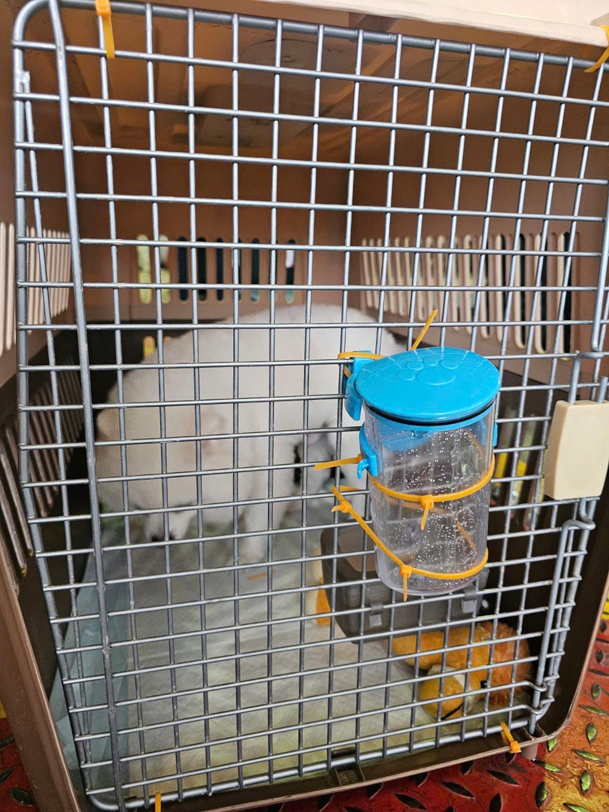 Dog comfortably resting in an IATA-compliant pet travel crate during international transport to Canada