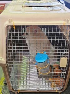 Dog In Iata Crate