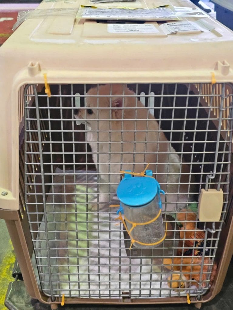 Dog In Iata Crate
