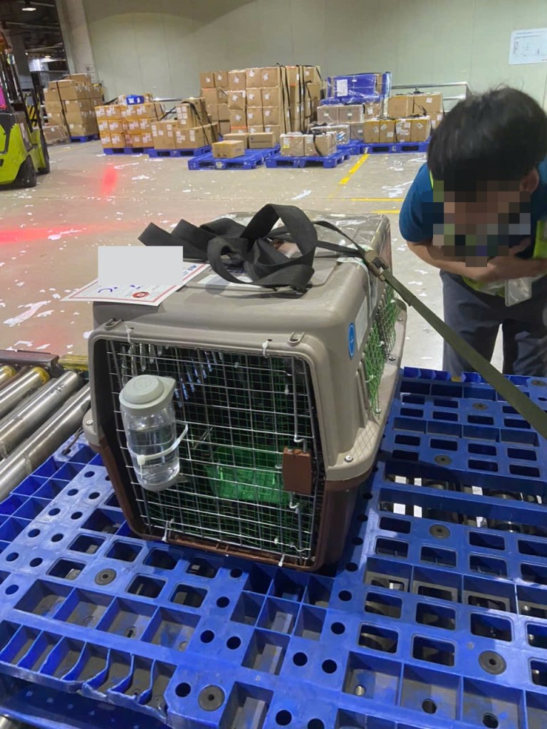 Dog In Manifested Cargo Shipping