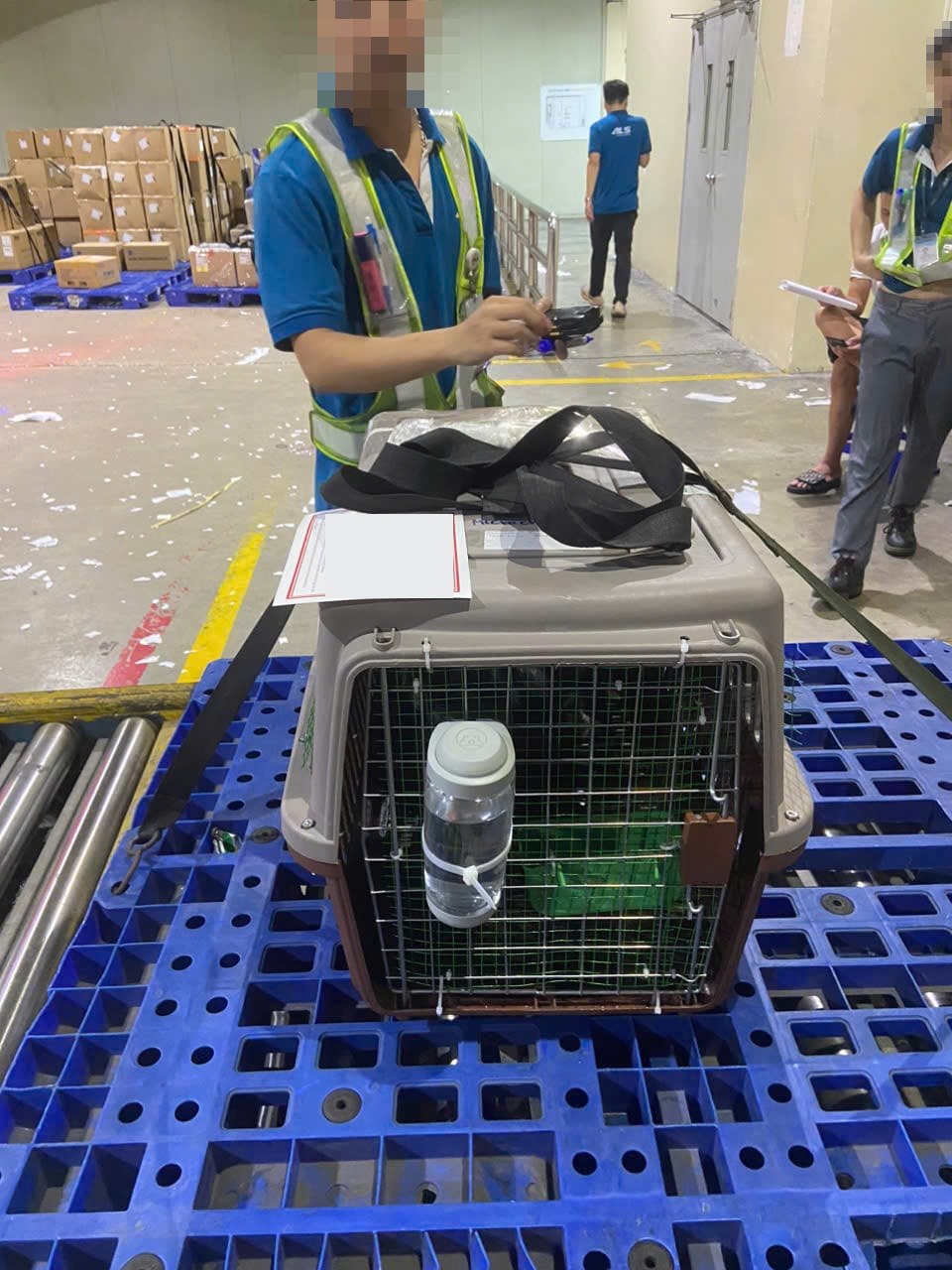Dog in an IATA crate at the cargo terminal, the manifest cargo route some strict countries require