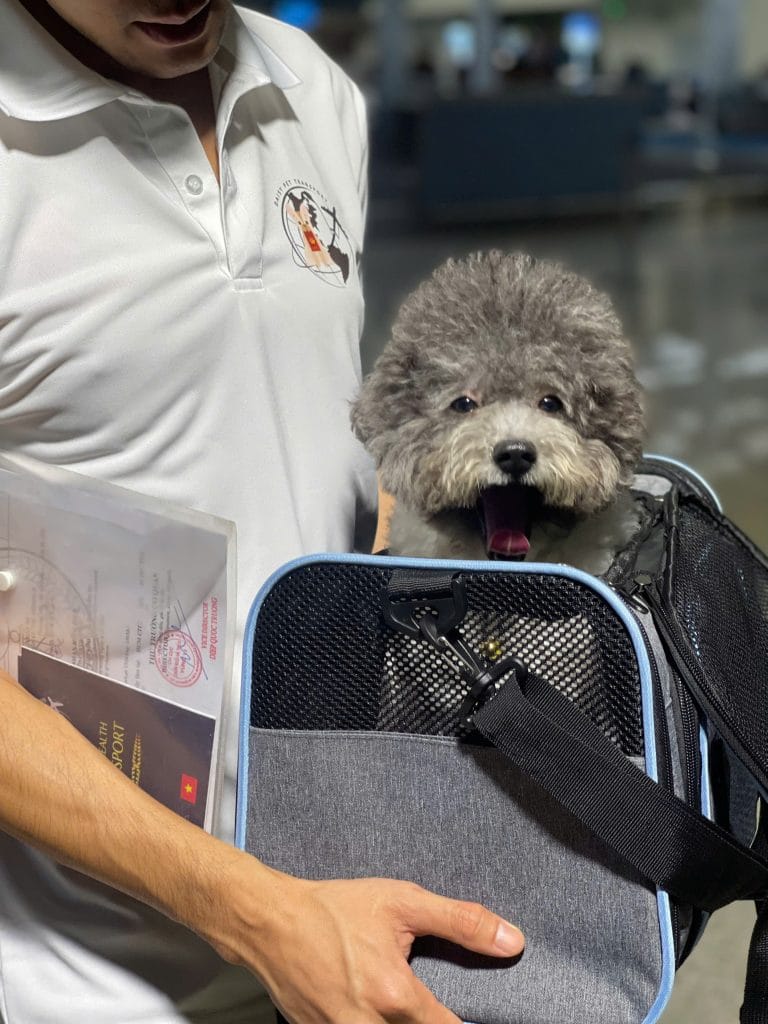 Dog Pet Travel At Airport