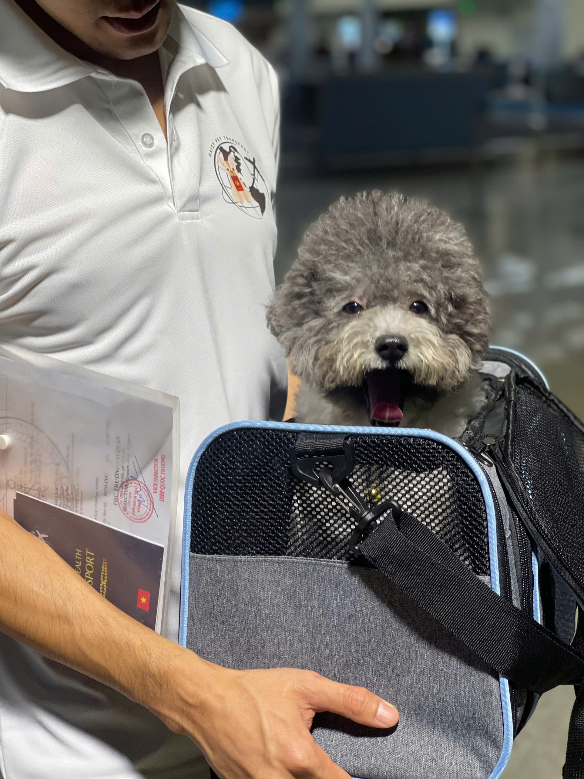 Dog at airport prepared for international transport — US dog import regulations from Vietnam require strict documentation