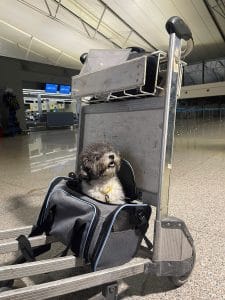 Dog Pet Travel At Airport