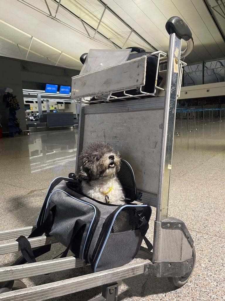 Dog Pet Travel At Airport