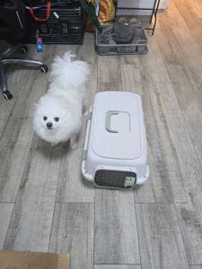 Dog With Iata Travel Crate