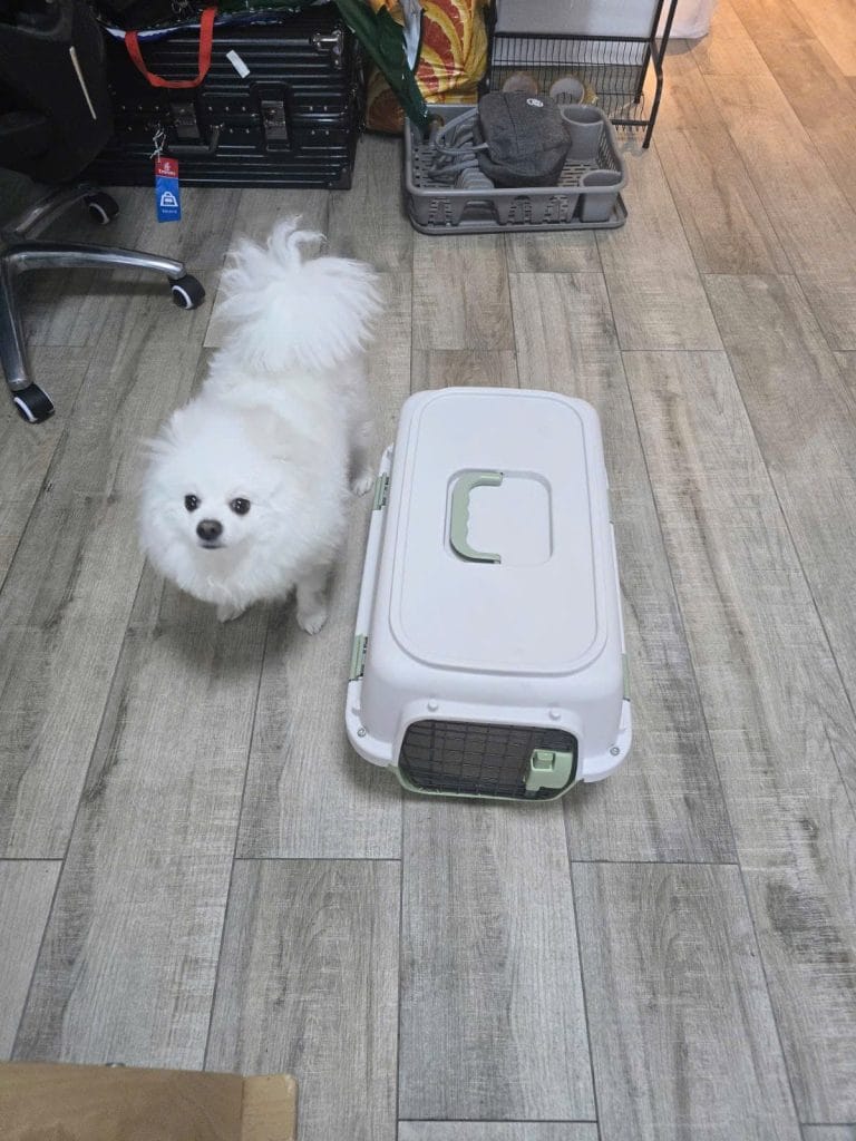 Dog With Iata Travel Crate