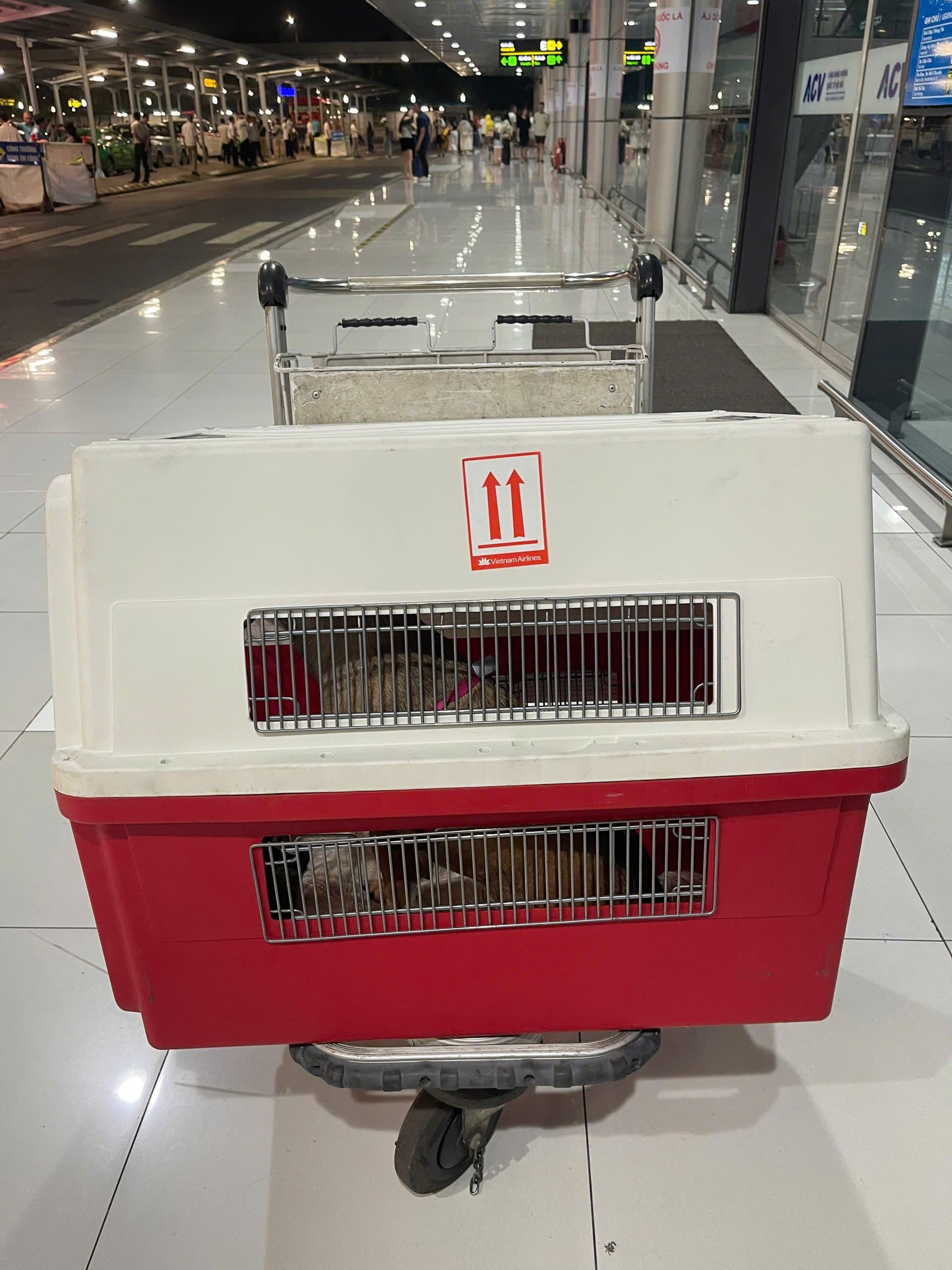 IATA compliant pet travel crate standard for airline safety
