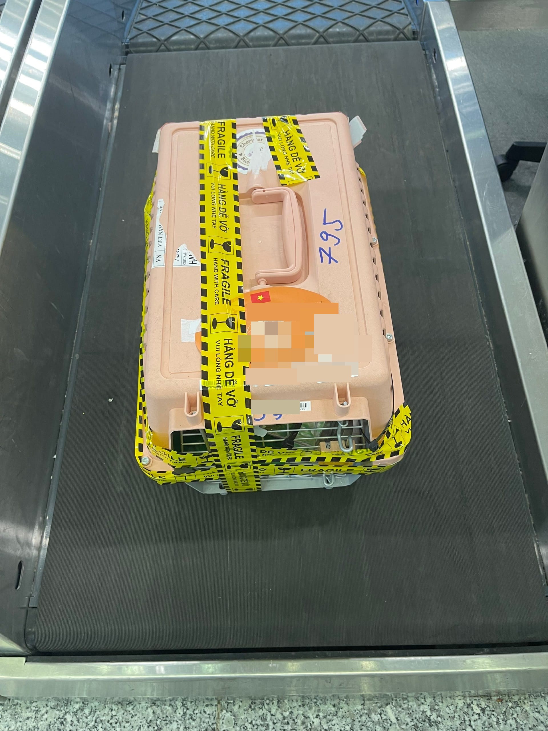 Pet check-in procedures at SGN airport for relocation to Japan