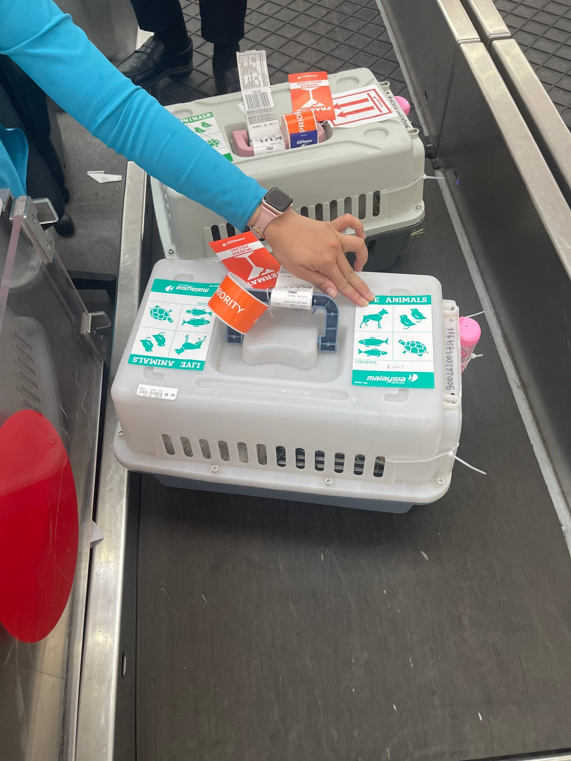 Pet airport documentation check before Japan departure