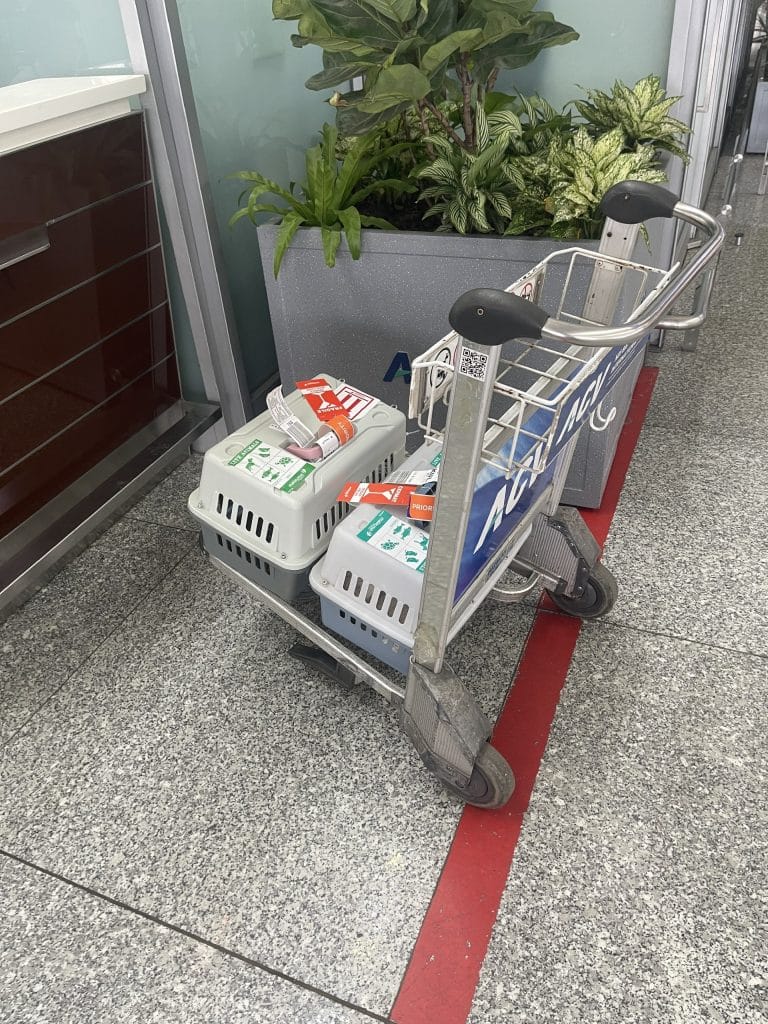 Pet Airport Check In
