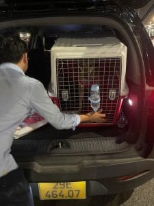 Pet Loading Into Specialized Transport Vehicle