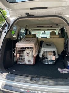 Pet Transport Vehicle