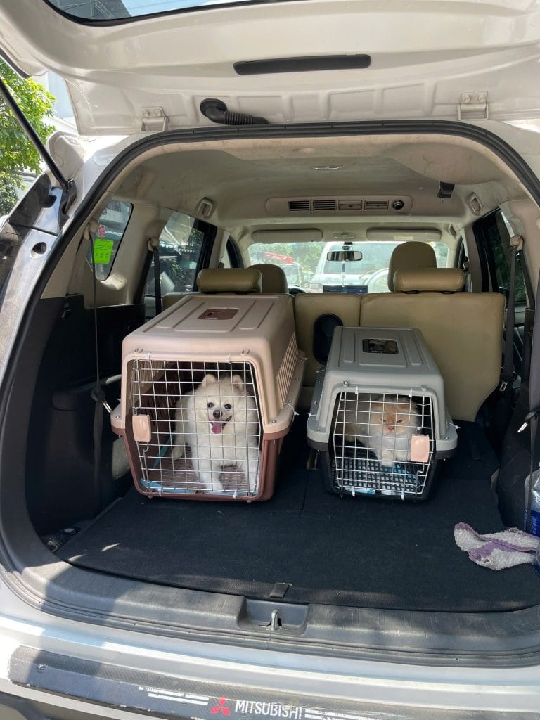 Pet Transport Vehicle