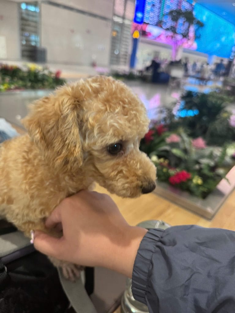 Poodle being prepared for its flight from Vietnam to Korea