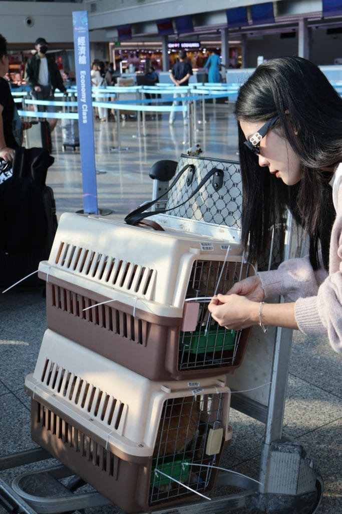 Shipping Dog At Tan Son Nhat Airport
