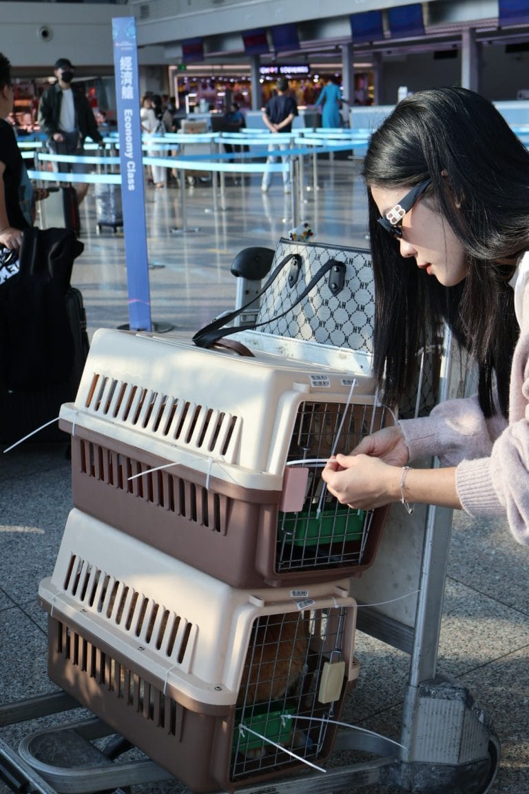 Shipping Dog At Tan Son Nhat Airport