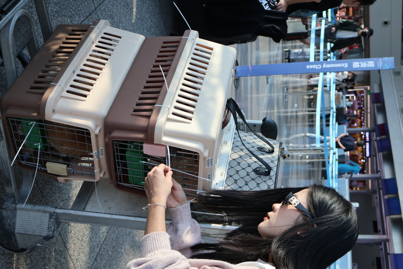 Dog in a travel crate at Tan Son Nhat airport before check-in