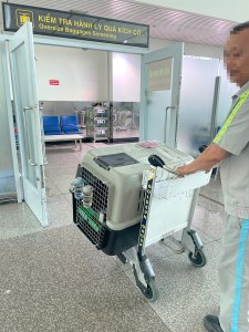 Airline Staff Pet Oversize Baggage Screening