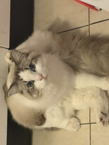 Cat Portrait