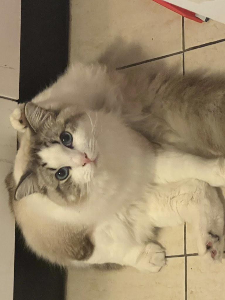 Cat Portrait