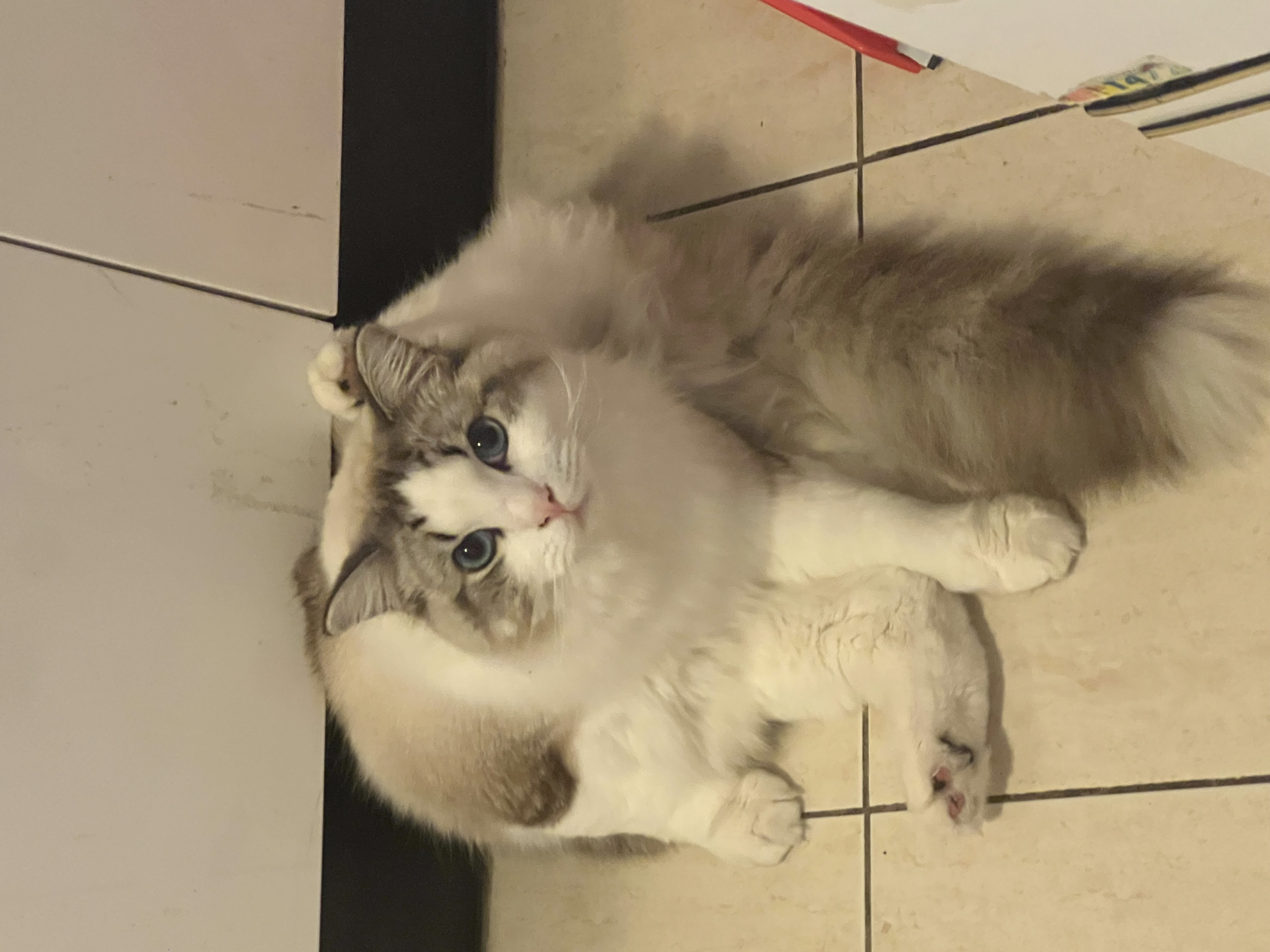 Cat prepared for international flight from Vietnam to Canada — vaccinated, microchipped, documents complete