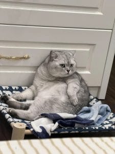 Cat Portrait