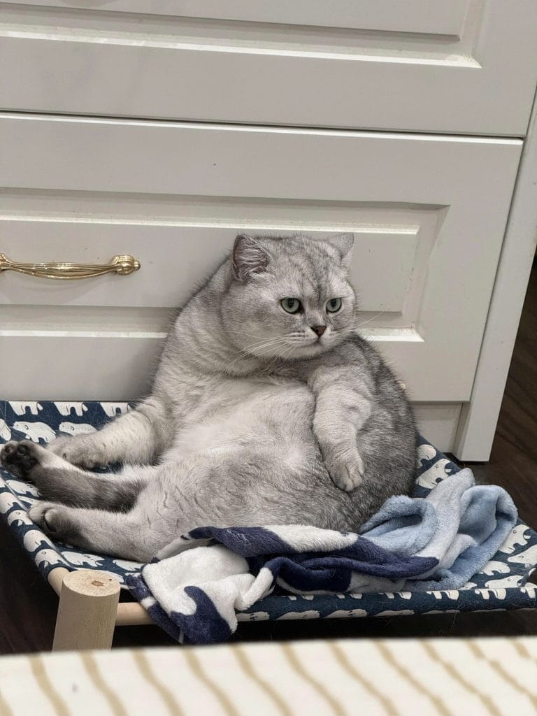Cat Portrait