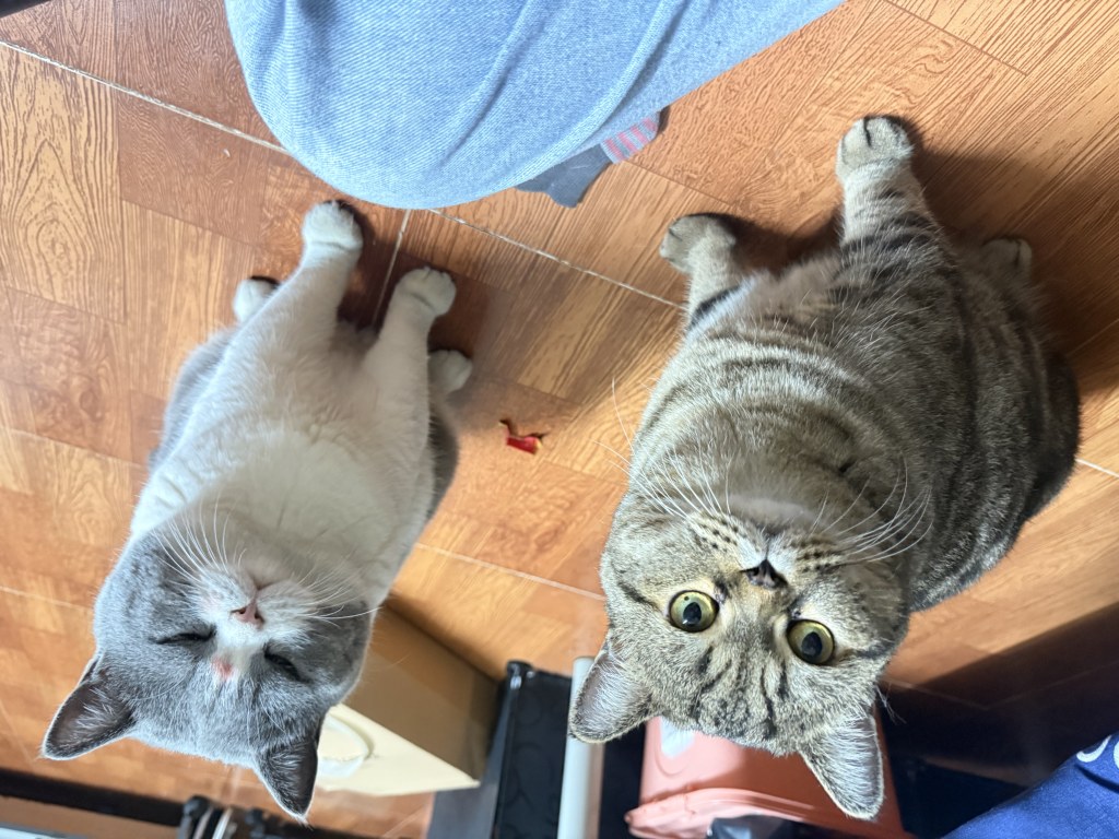 A tabby cat and a grey-and-white cat sitting on a wooden floor