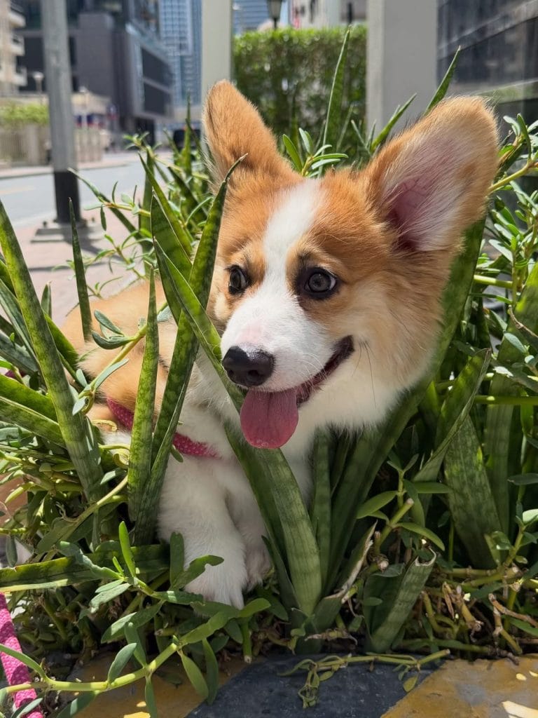 Corgi Arrived Destination