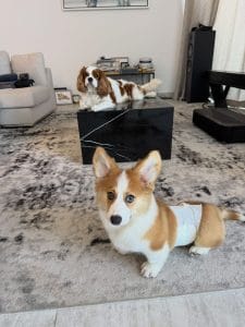 Corgi Arrived Destination