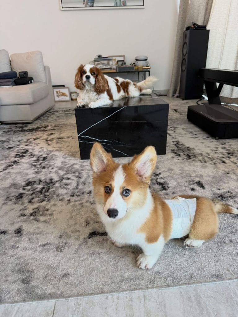 Corgi Arrived Destination