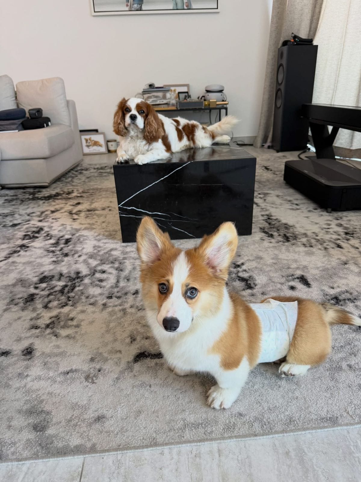 Vodka the Corgi shortly after arrival in Dubai, United Arab Emirates
