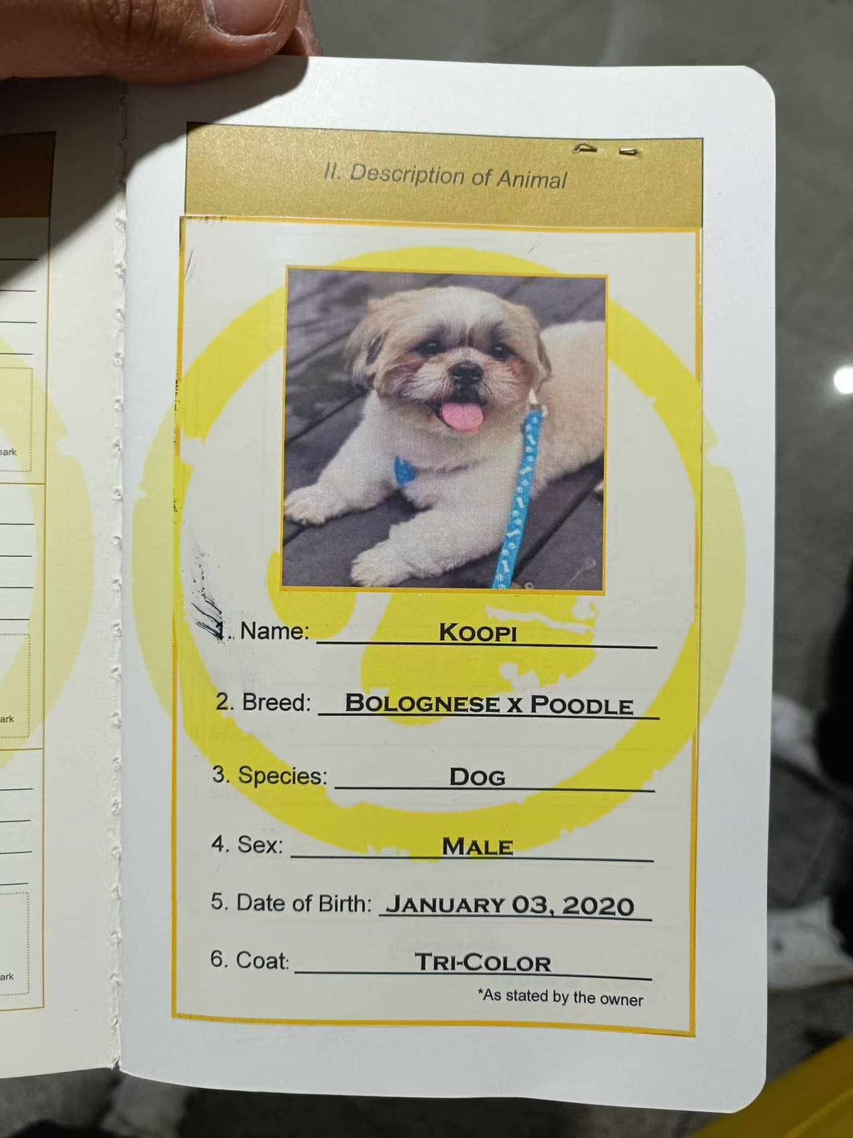 Pet passport information page for dog Koopi, a Bolognese x Poodle mix, showing breed, sex, and date of birth
