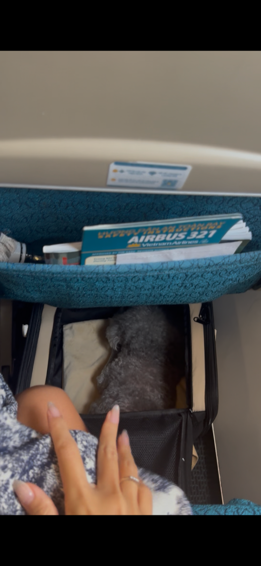 Mina the grey Poodle inside her soft carrier under the seat during her Vietnam Airlines cabin flight to Vientiane