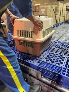Dog In Cargo Warehouse